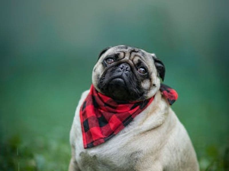 Feliz Año Nuevo en España